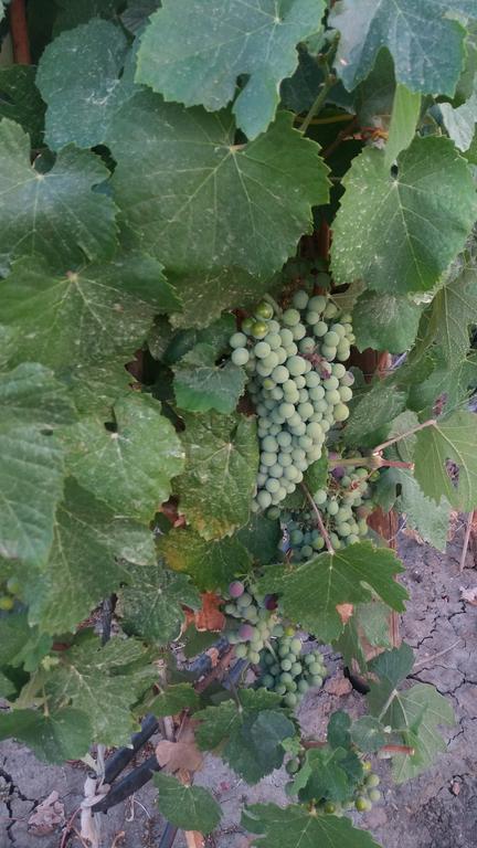 Terras - Agroturismo & Vinhos Бежа Экстерьер фото