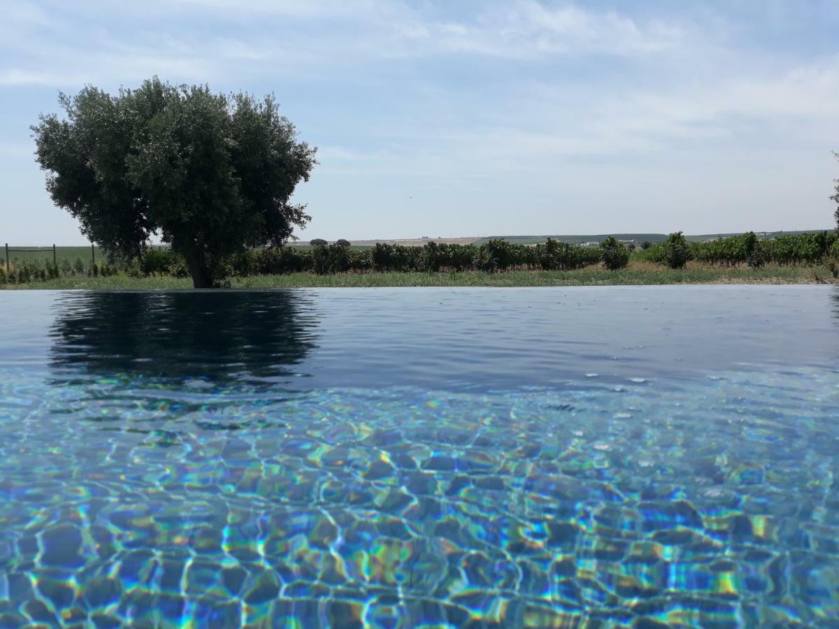 Terras - Agroturismo & Vinhos Бежа Экстерьер фото